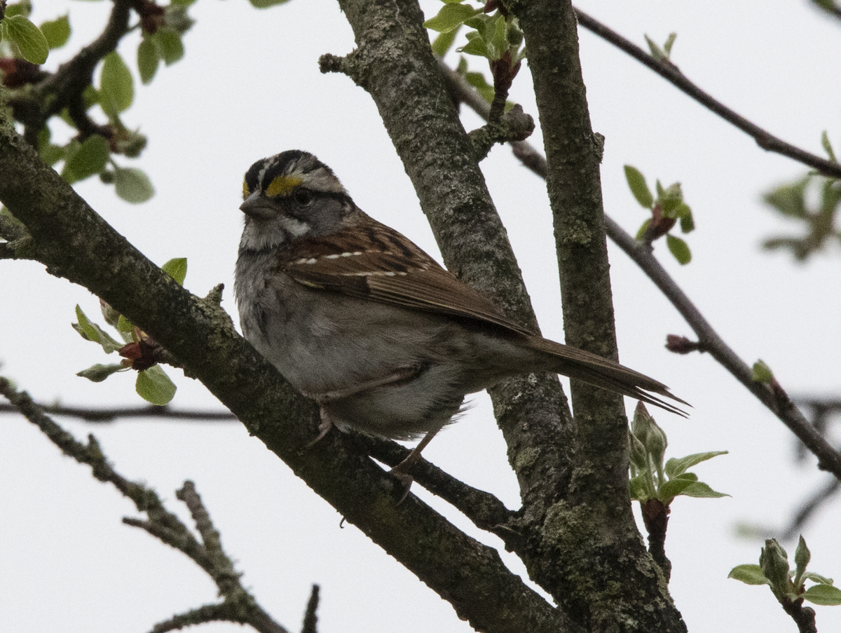 White-throated Sparrow - ML618551293