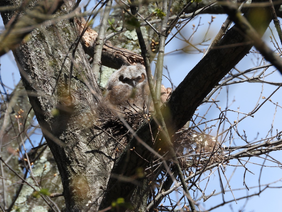 Great Horned Owl - ML618551294