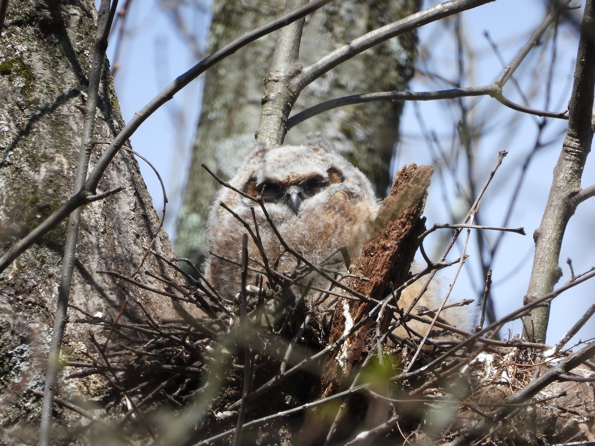 Great Horned Owl - ML618551299