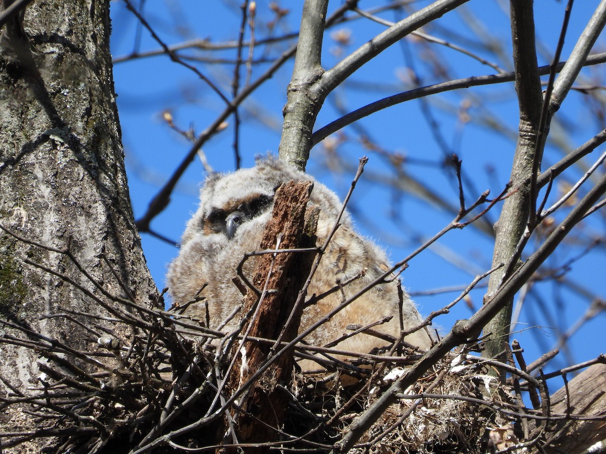 Great Horned Owl - ML618551300