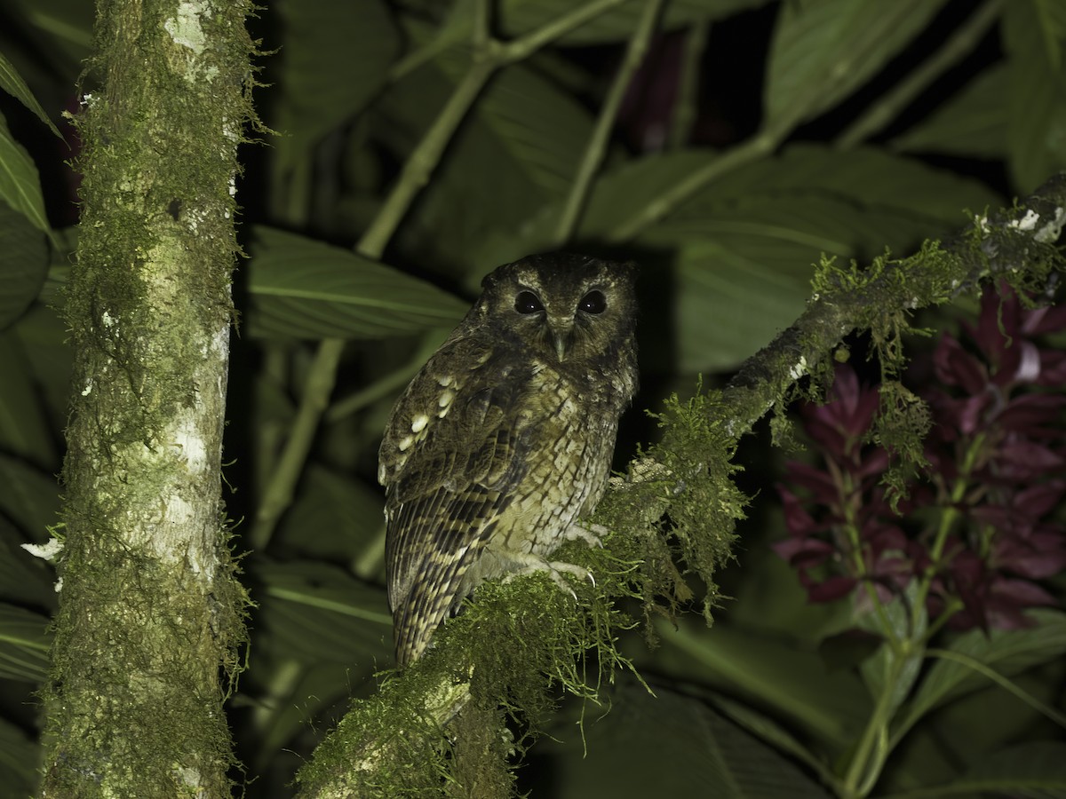 Rufescent Screech-Owl - ML618551339