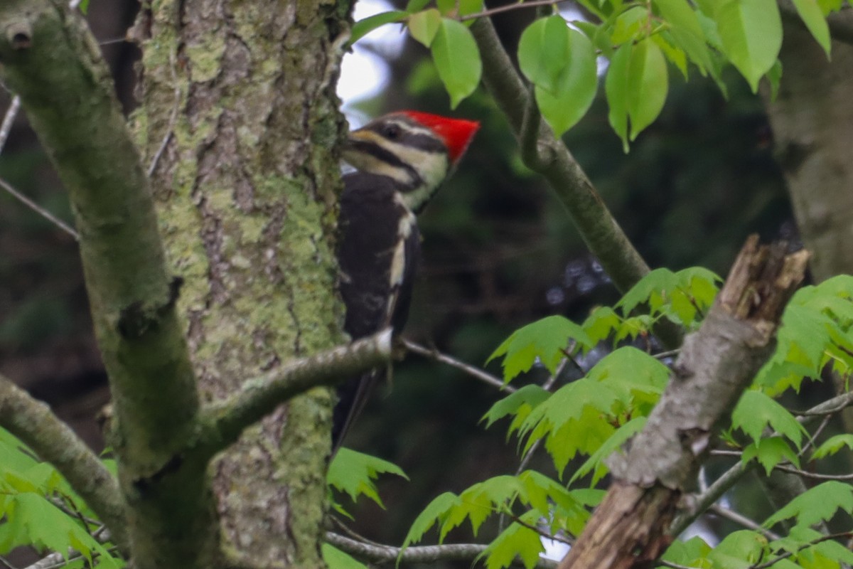 Pileated Woodpecker - Laura Brown