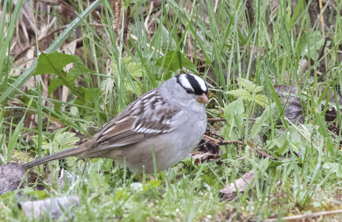 White-crowned Sparrow - ML618551355