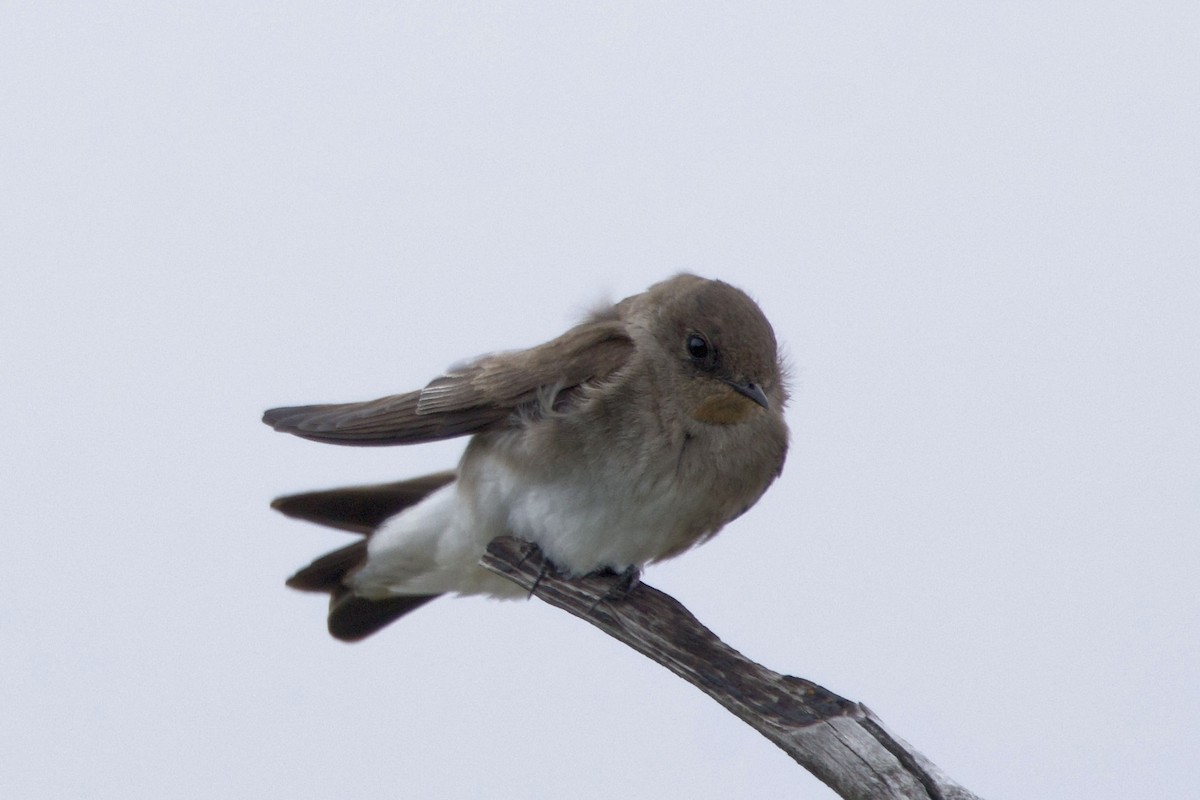 Northern Rough-winged Swallow - ML618551368