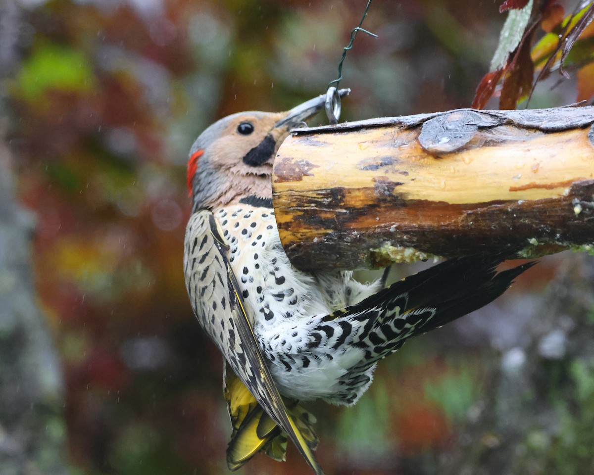 Northern Flicker (Yellow-shafted) - ML618551411
