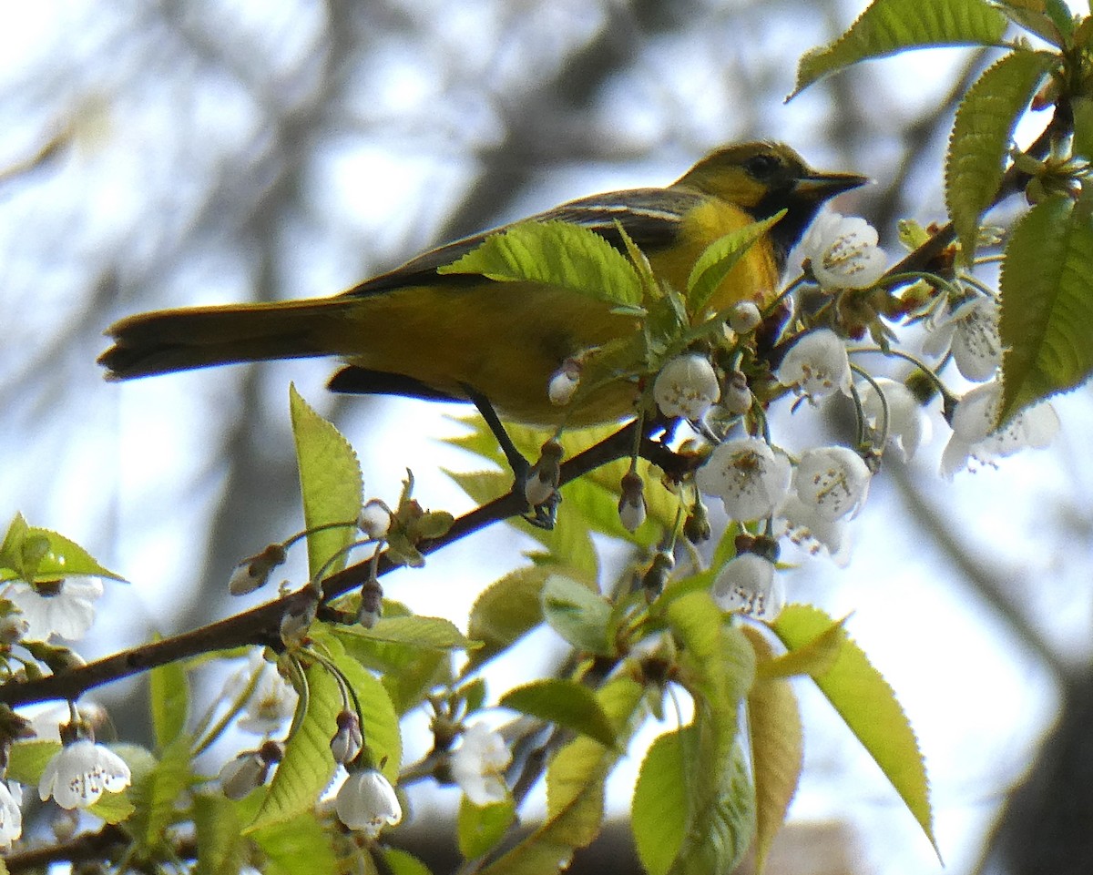 Orchard Oriole - ML618551452