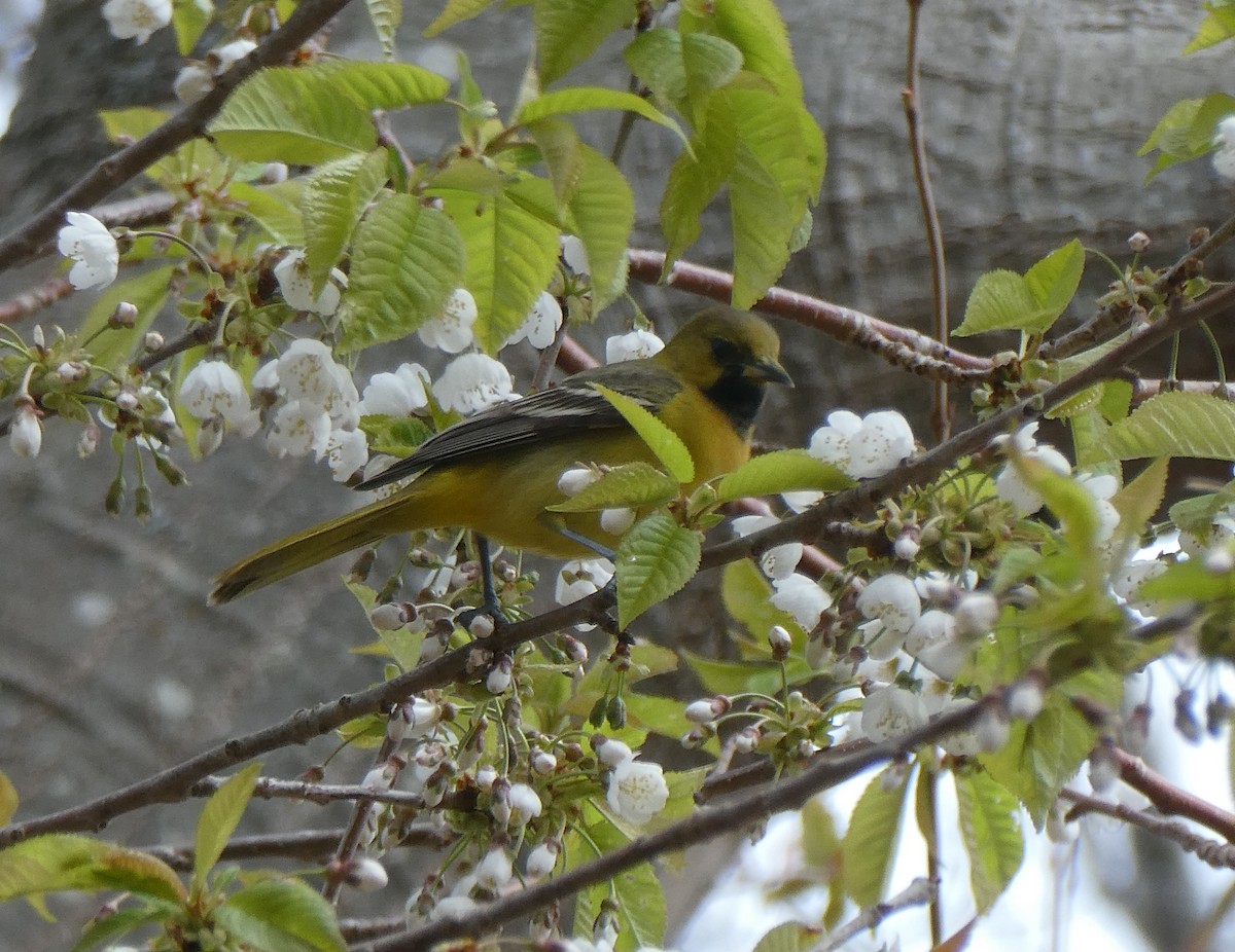 Orchard Oriole - ML618551453