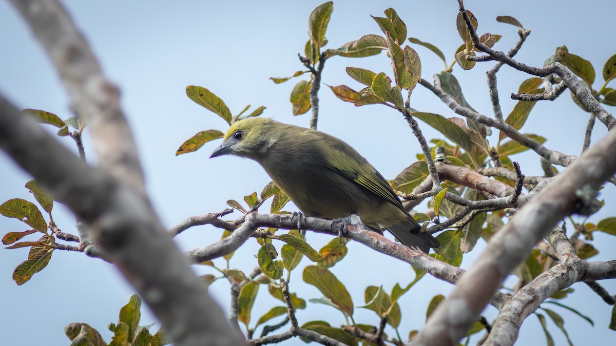 Palm Tanager - ML618551477
