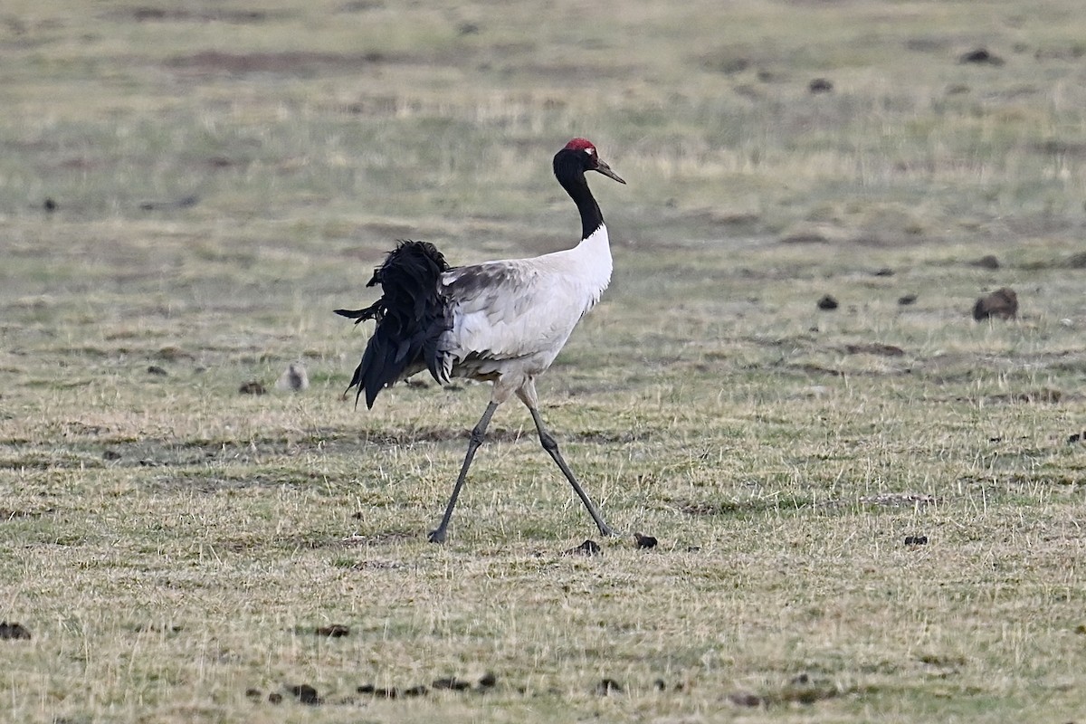 Black-necked Crane - ML618551482
