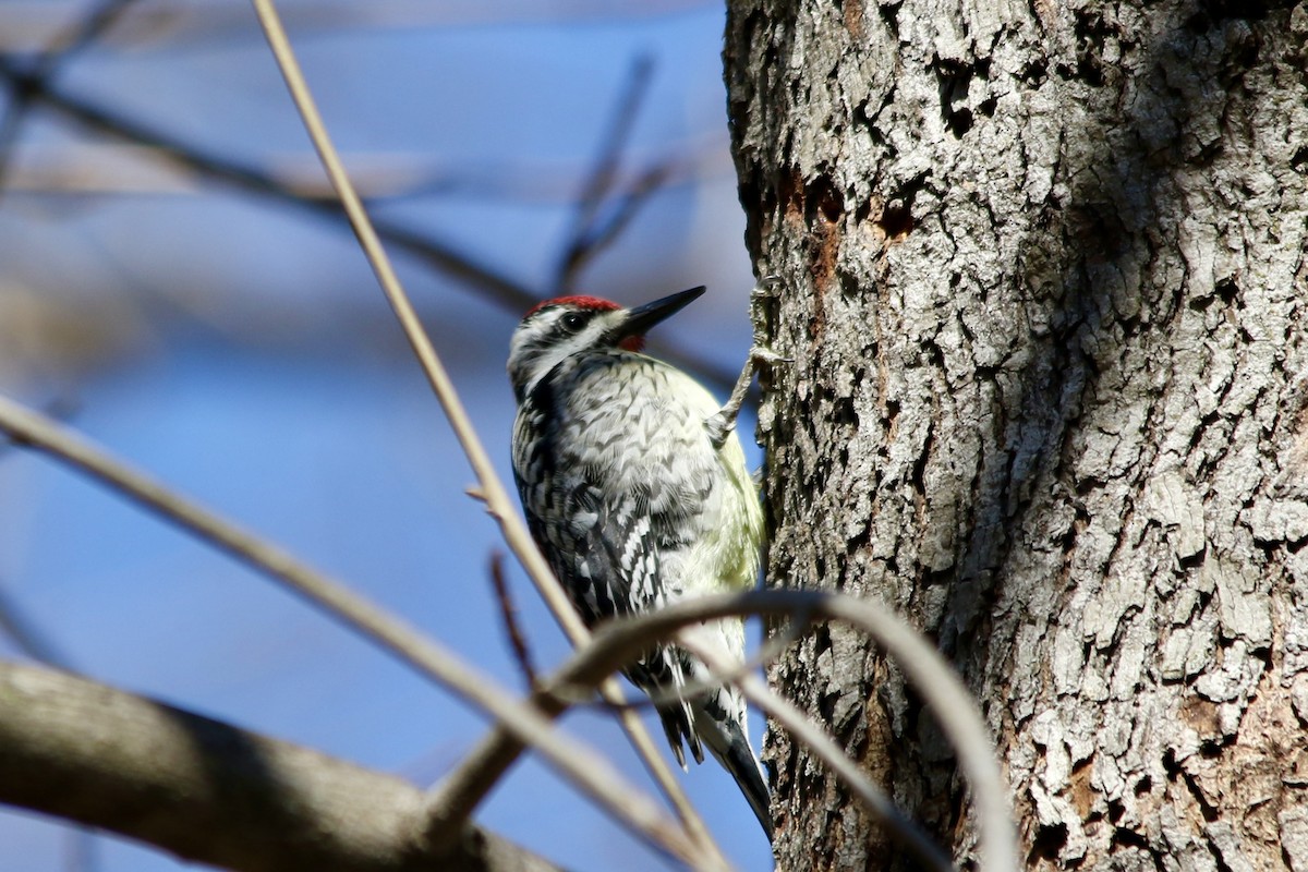 Yellow-bellied Sapsucker - Andy M