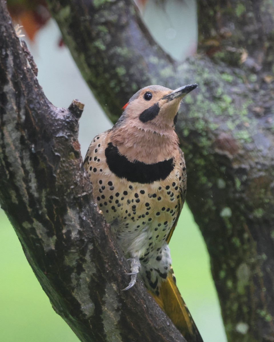 Northern Flicker (Yellow-shafted) - ML618551495