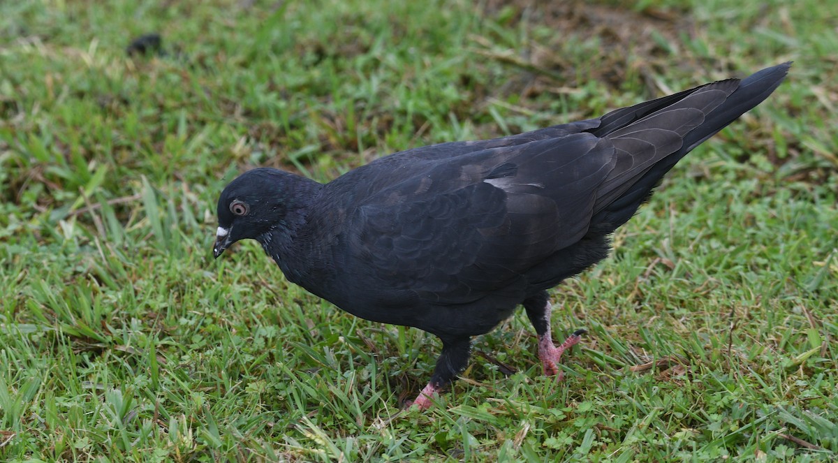 Rock Pigeon (Feral Pigeon) - ML618551516