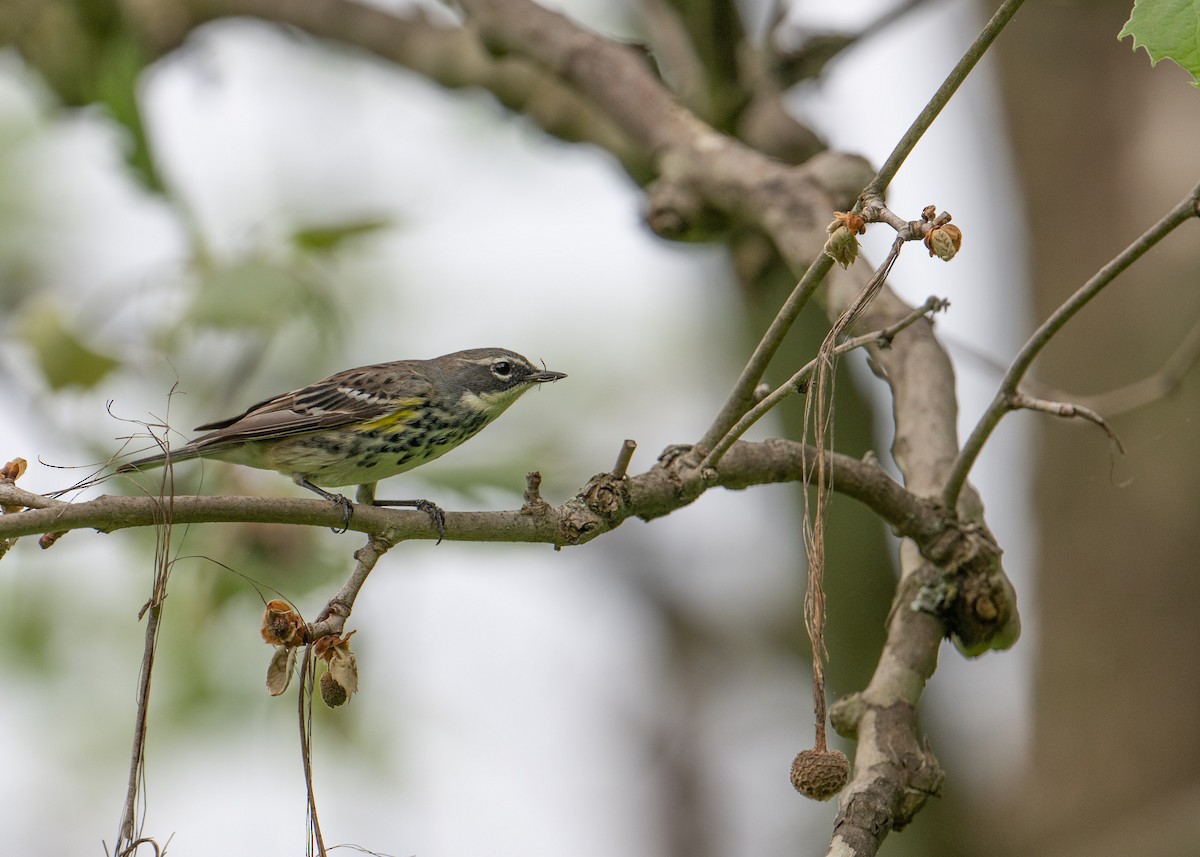 Yellow-rumped Warbler - Sheila and Ed Bremer