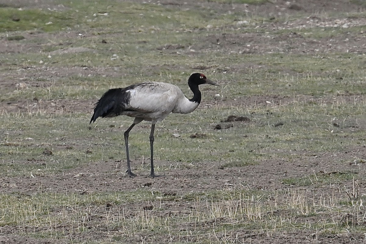 Black-necked Crane - ML618551535