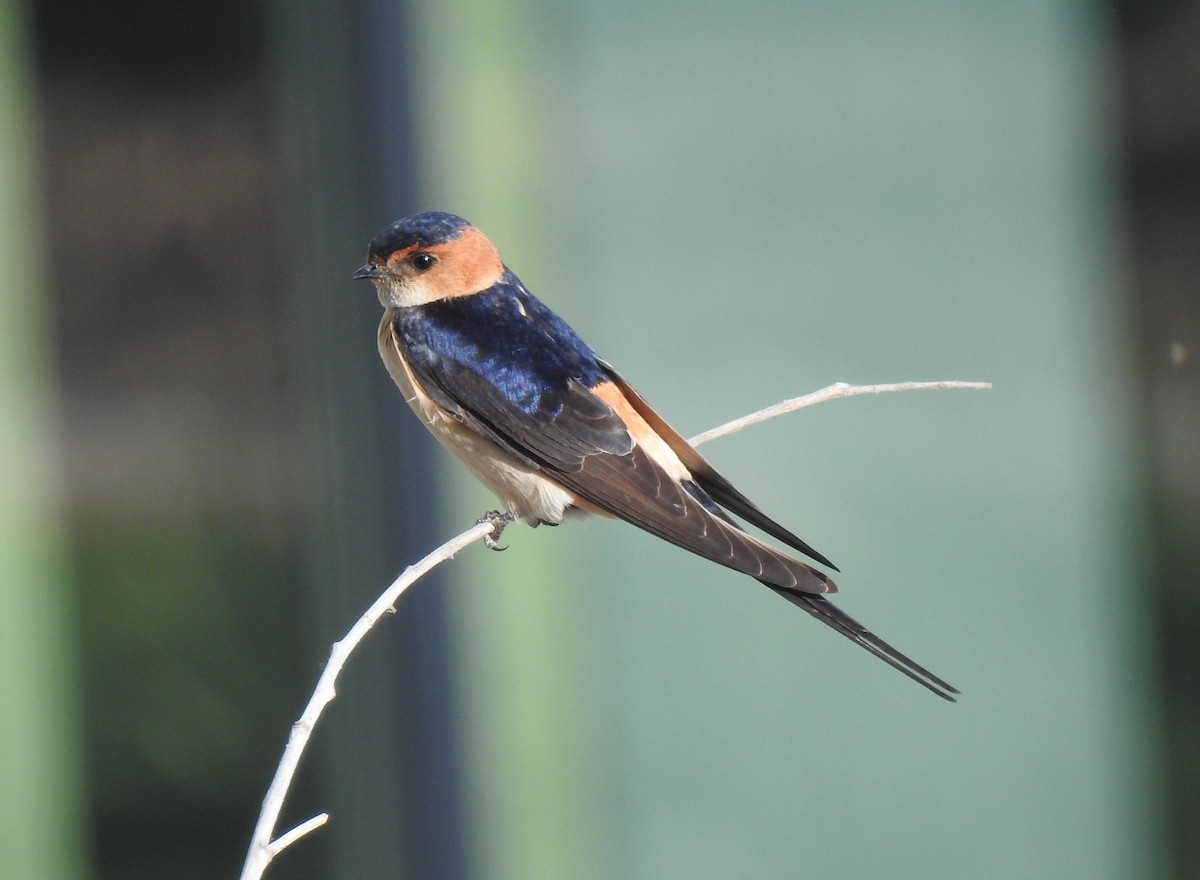 Red-rumped Swallow - Bill Mulhearn