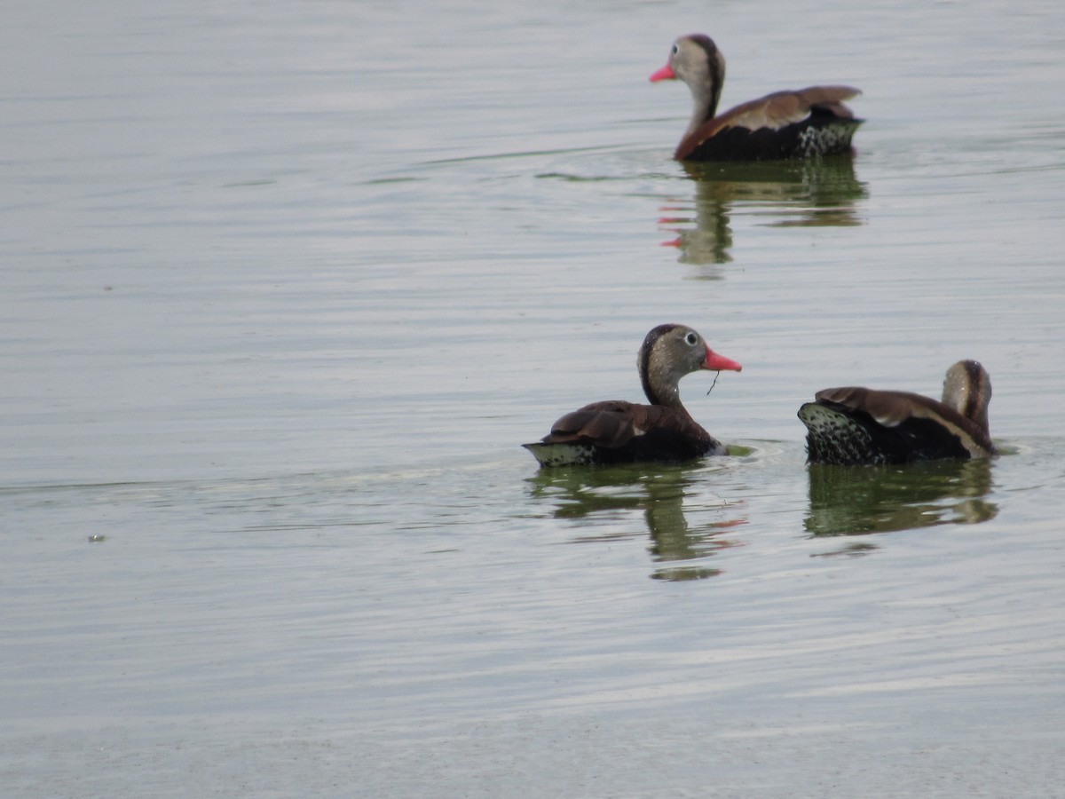 Black-bellied Whistling-Duck - David Stone