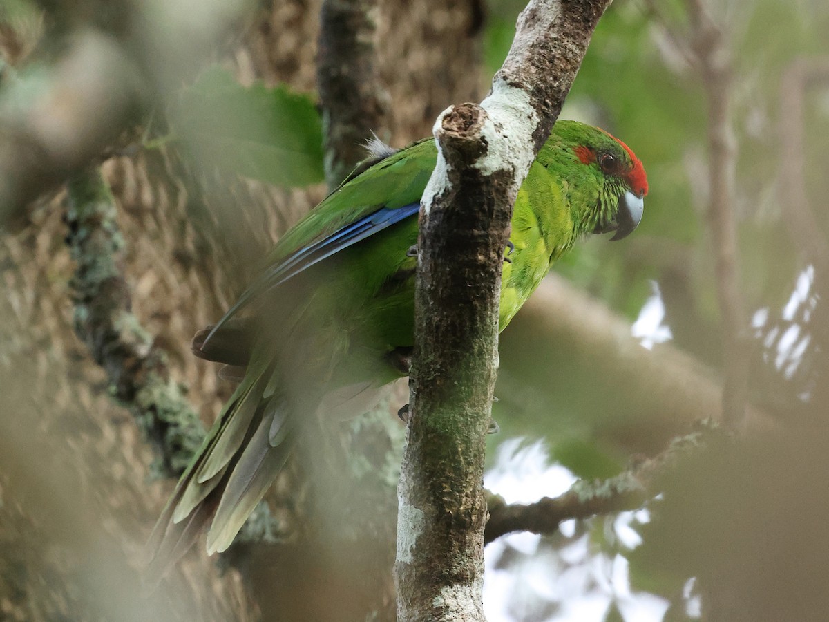 Norfolk Island Parakeet - Mark Newsome