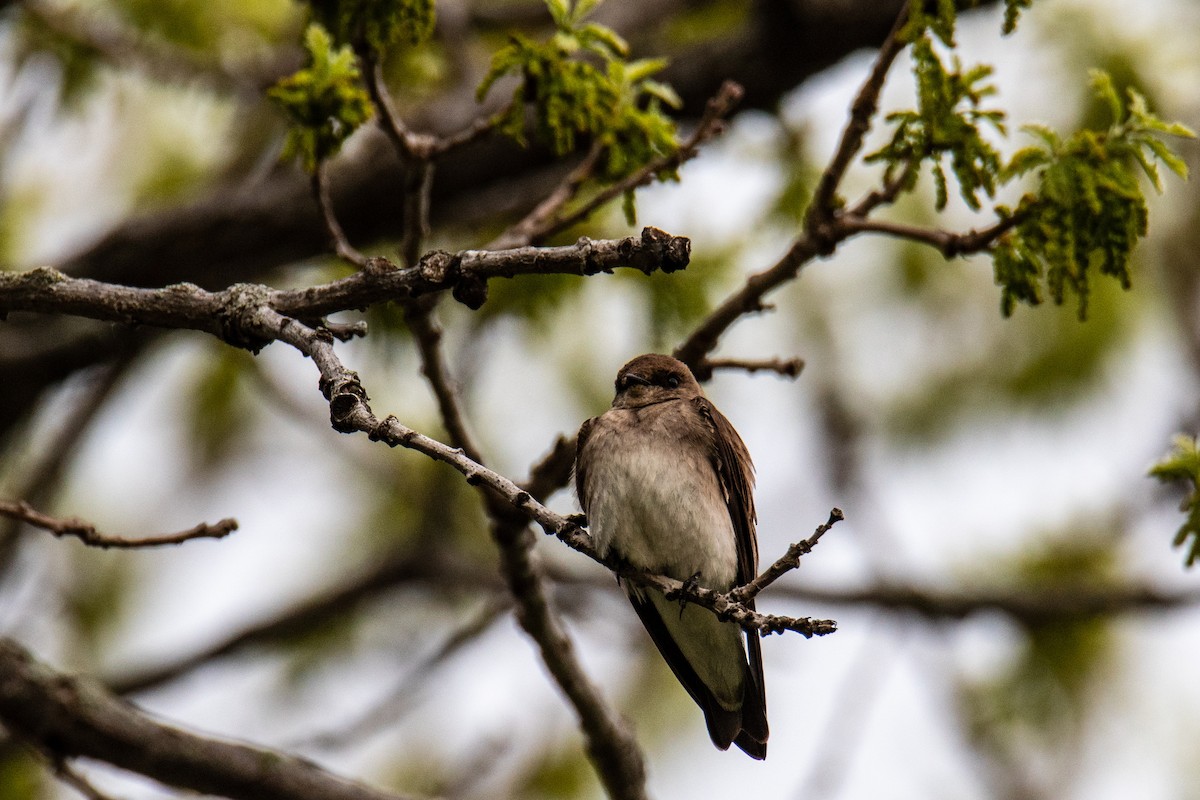 Northern Rough-winged Swallow - ML618551577