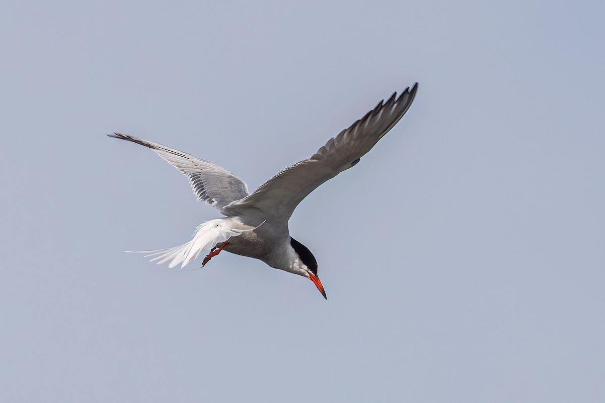 Common Tern - ML618551597