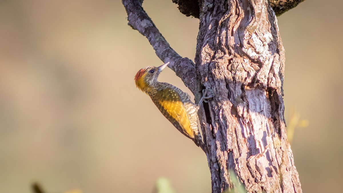 Yellow-eared Woodpecker - ML618551602