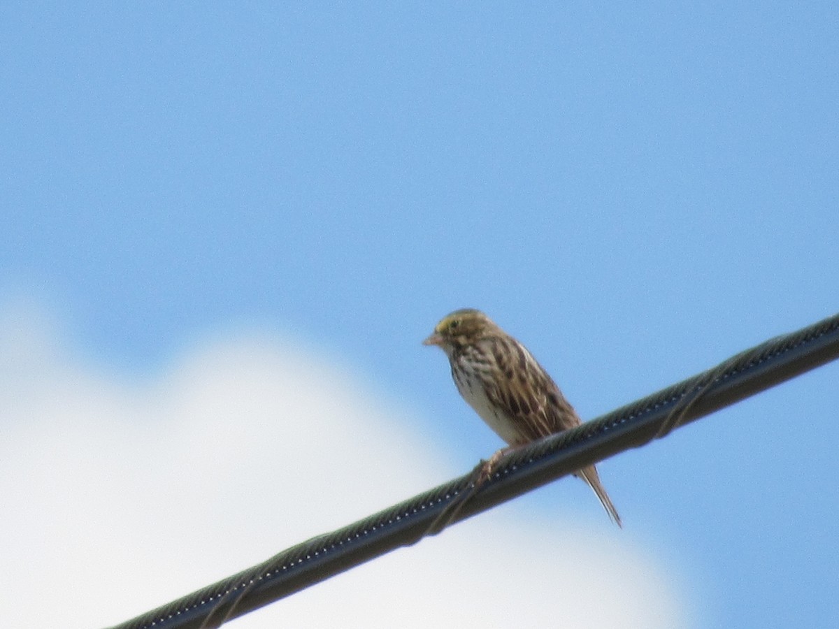 Savannah Sparrow - ML618551614