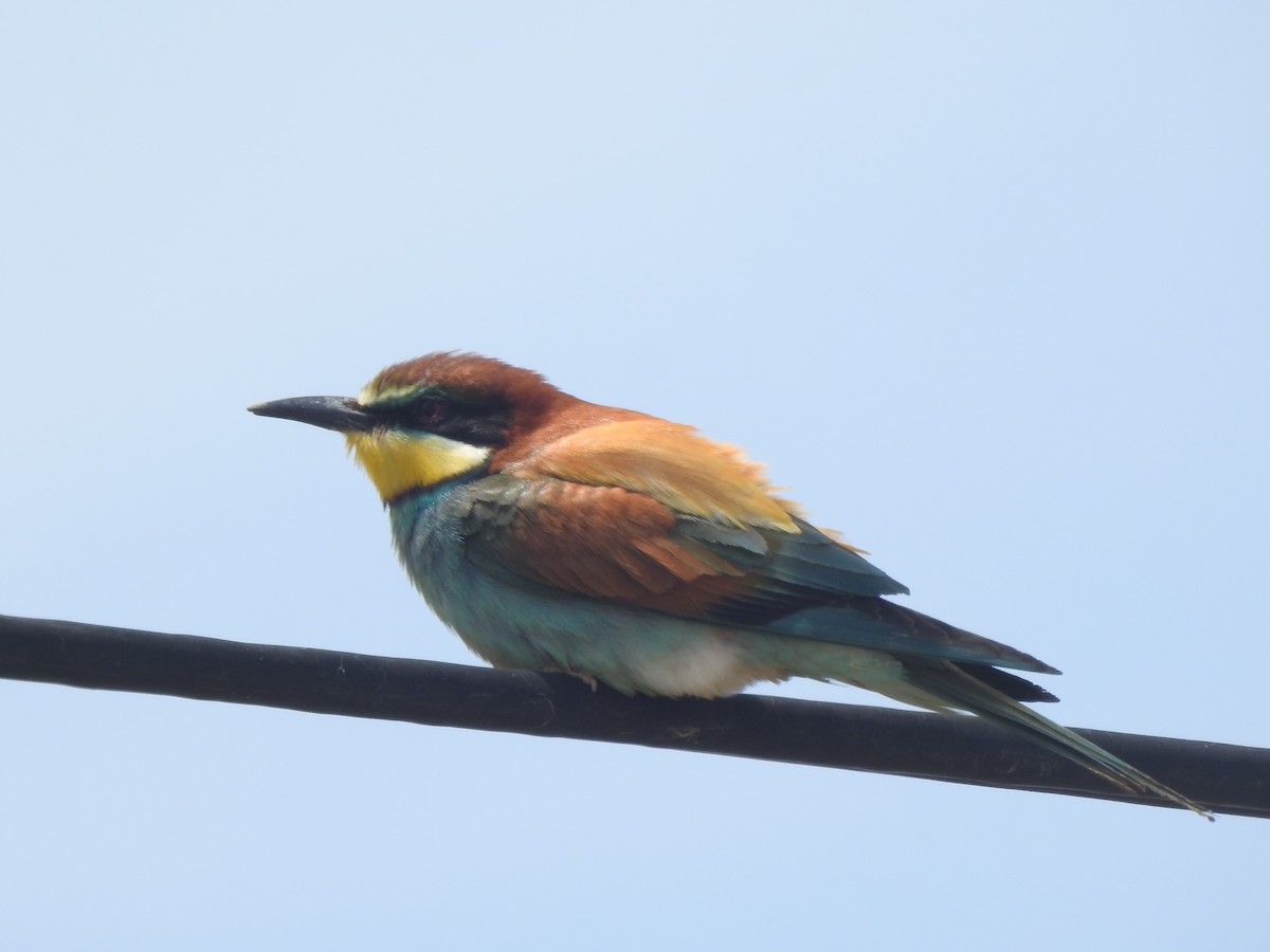 European Bee-eater - ML618551616