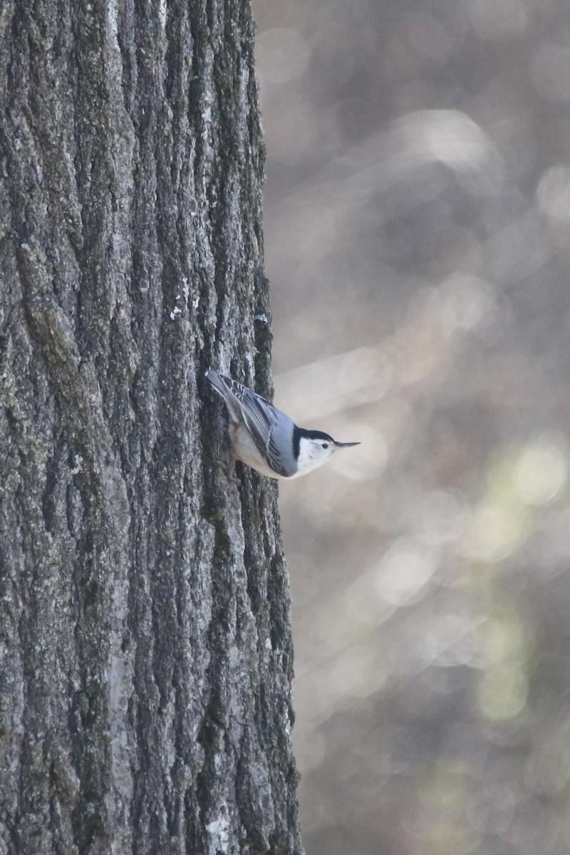 White-breasted Nuthatch - ML618551617