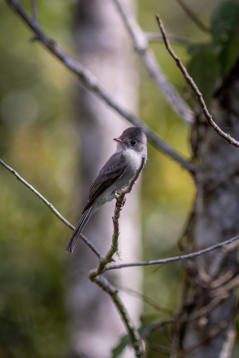 Southern Tropical Pewee - ML618551637