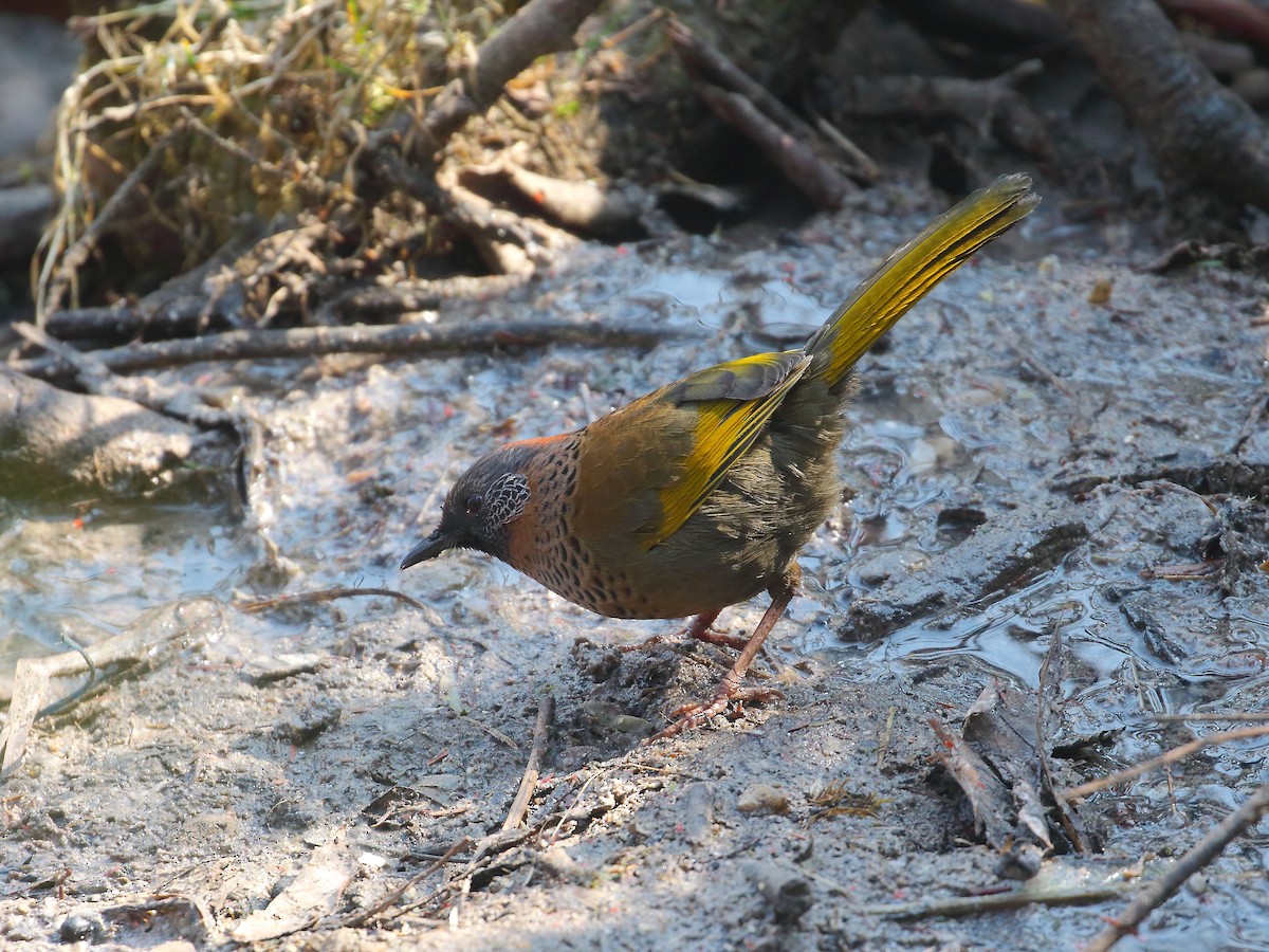 Chestnut-crowned Laughingthrush - ML618551664