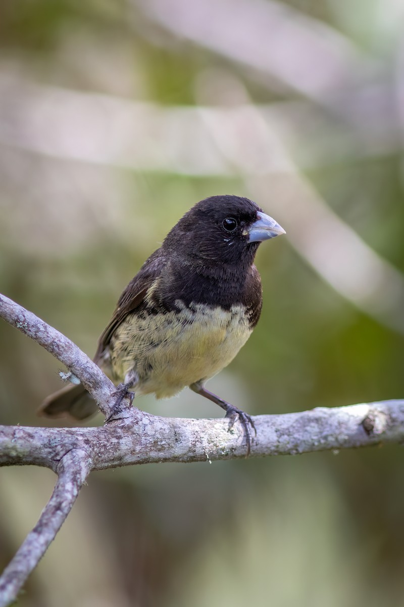 Yellow-bellied Seedeater - ML618551665
