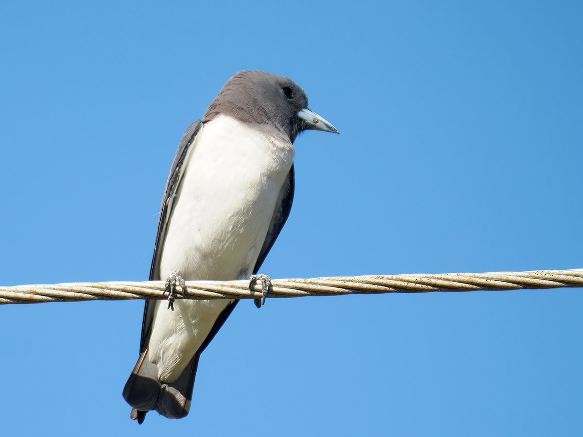 White-breasted Woodswallow - ML618551675