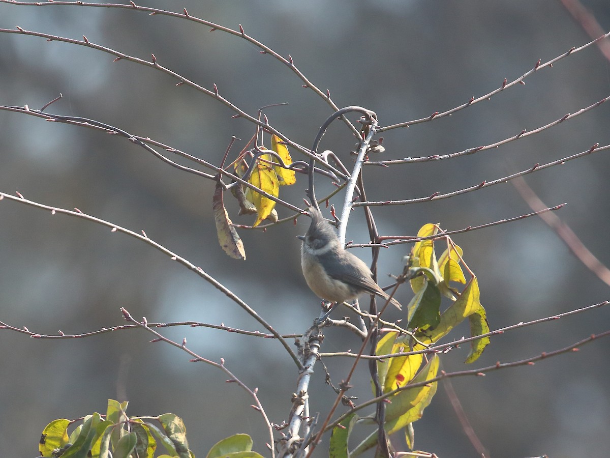 Gray-crested Tit - Keith Valentine