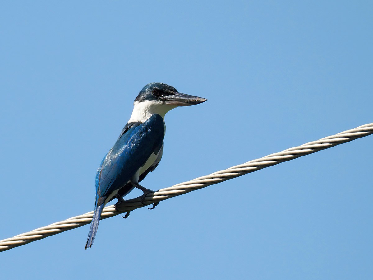 Collared Kingfisher - Jose Antonio Lama