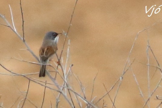 Spectacled Warbler - ML618551715