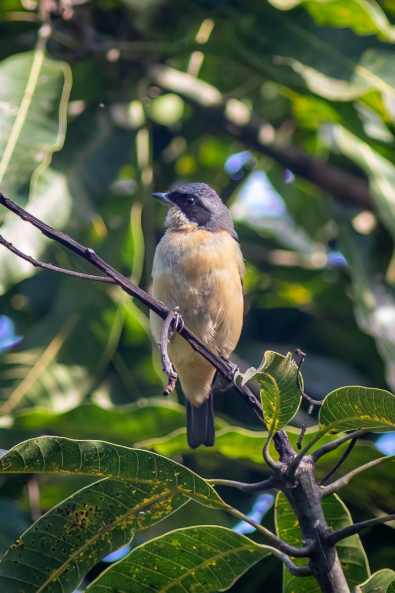 Fawn-breasted Tanager - ML618551716