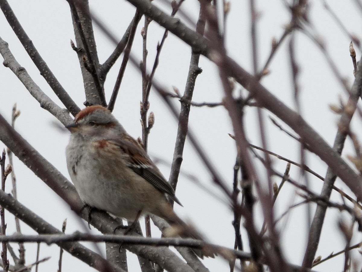 American Tree Sparrow - ML618551719