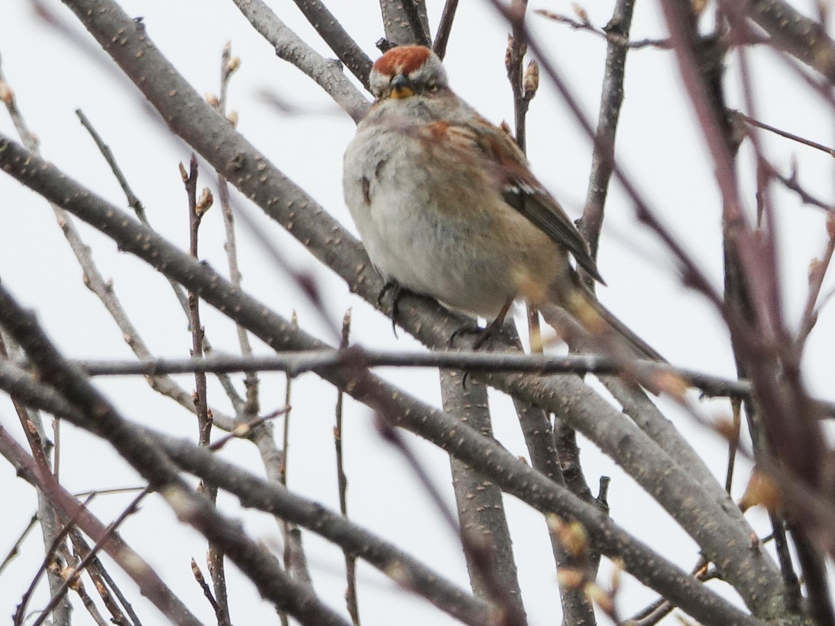American Tree Sparrow - ML618551720