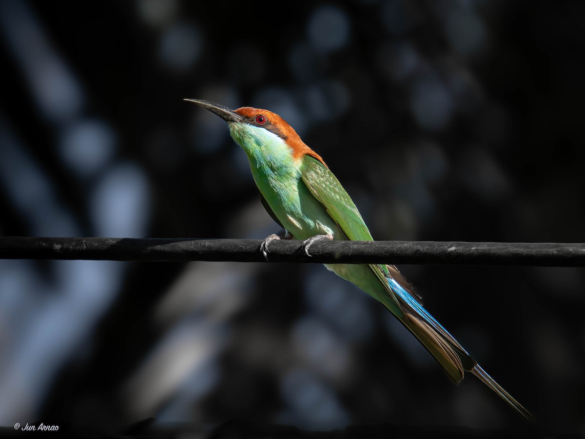 Rufous-crowned Bee-eater - Jun Arnao
