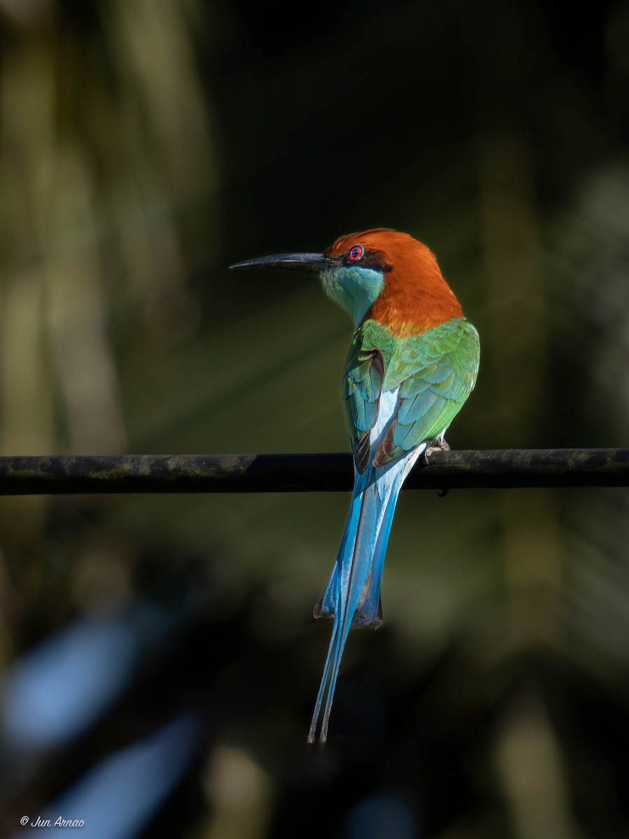 Blue-tailed Bee-eater - ML618551768