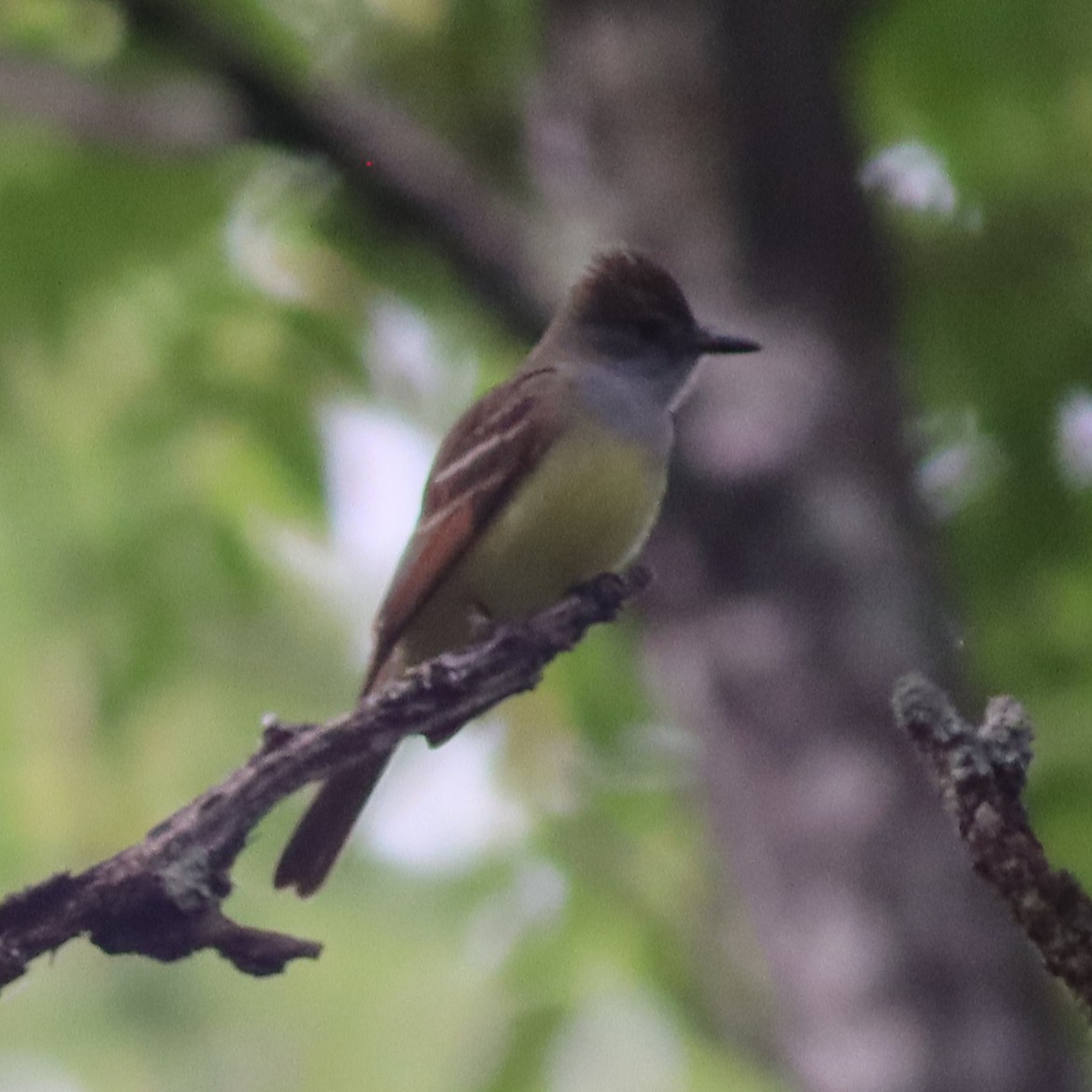 Great Crested Flycatcher - ML618551771
