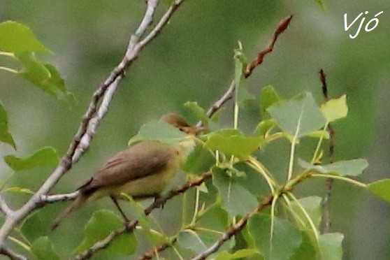 Melodious Warbler - ML618551773