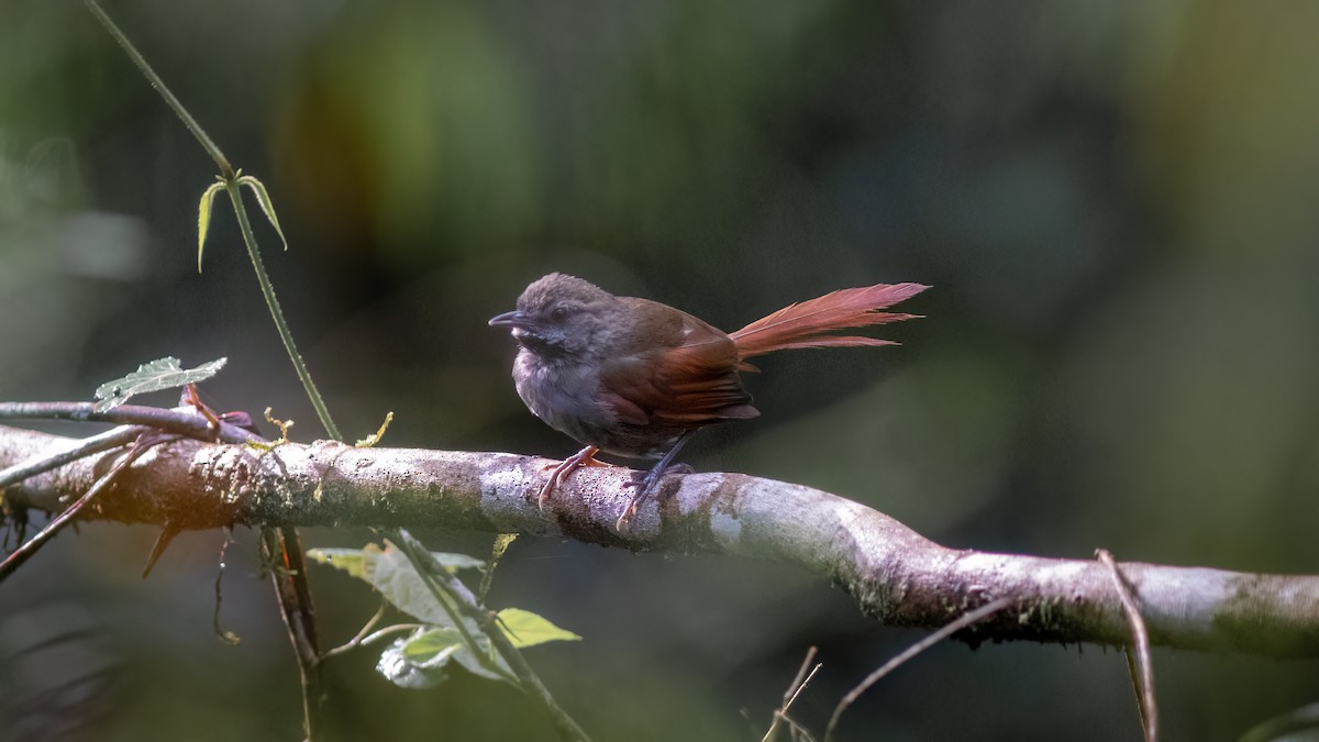 Gray-bellied Spinetail - ML618551803