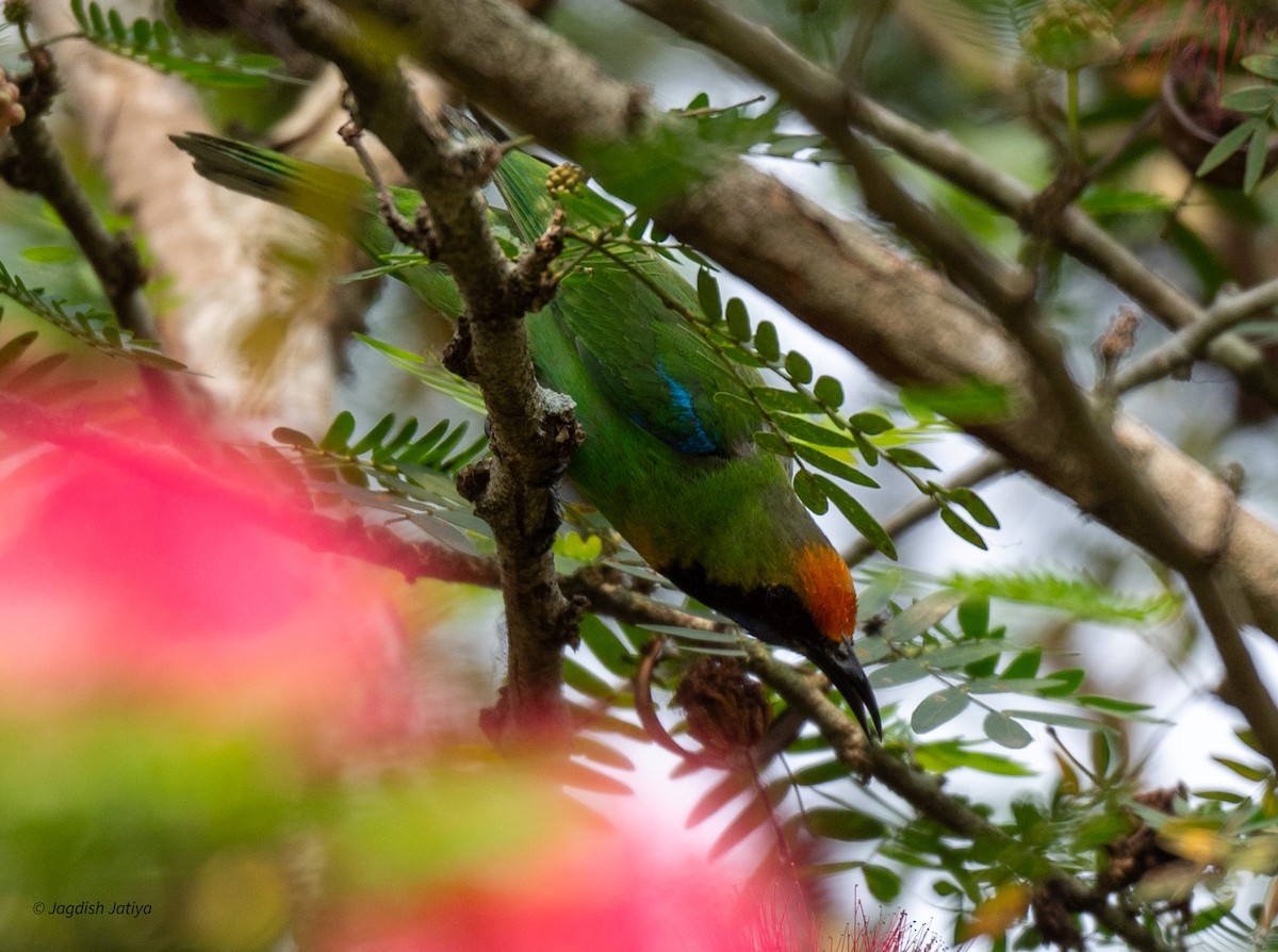 Golden-fronted Leafbird - Jagdish Jatiya