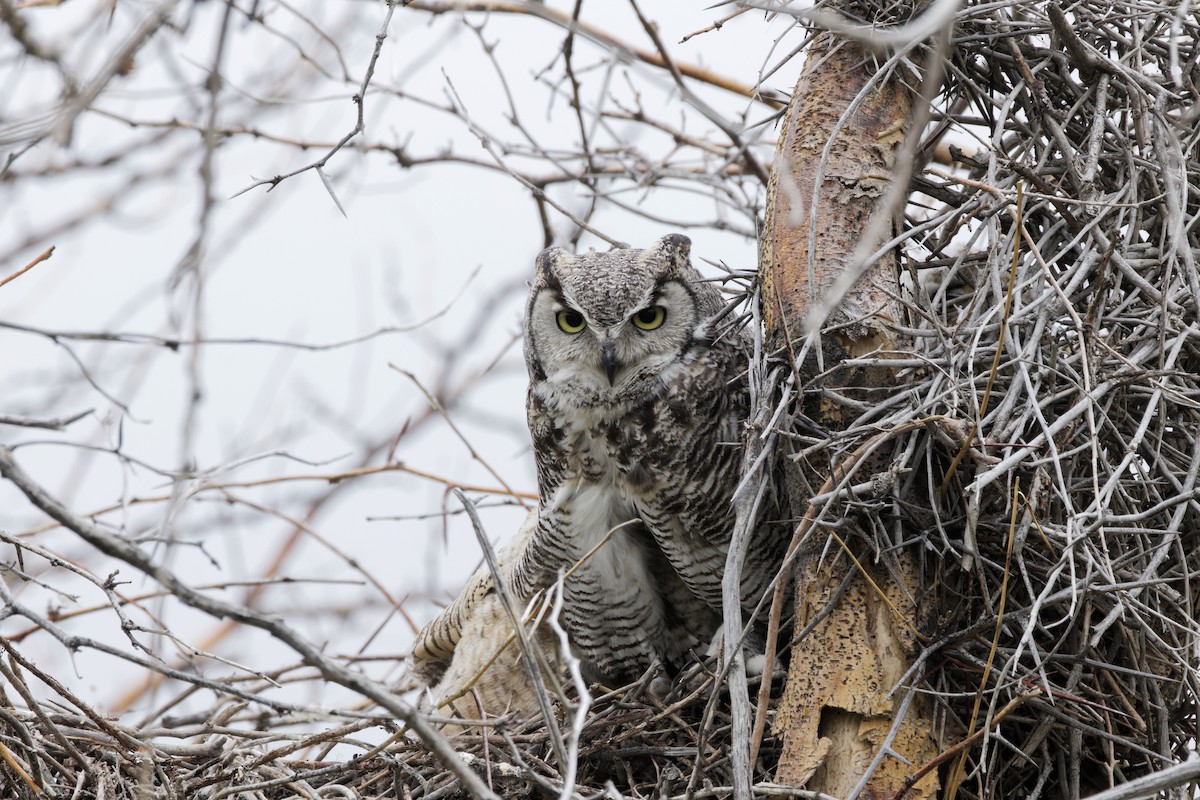 Great Horned Owl - ML618551821