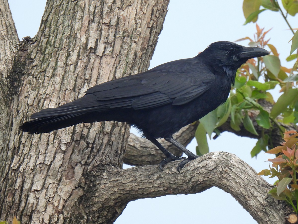 Corvus sp. (crow sp.) - ML618551828