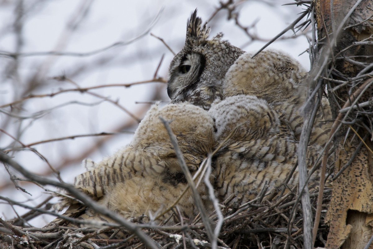 Great Horned Owl - ML618551831