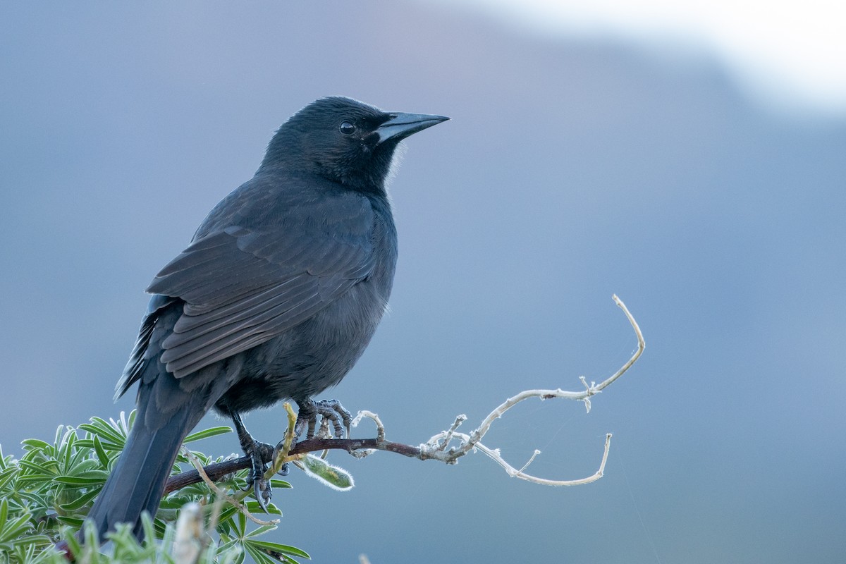 Austral Blackbird - ML618551849