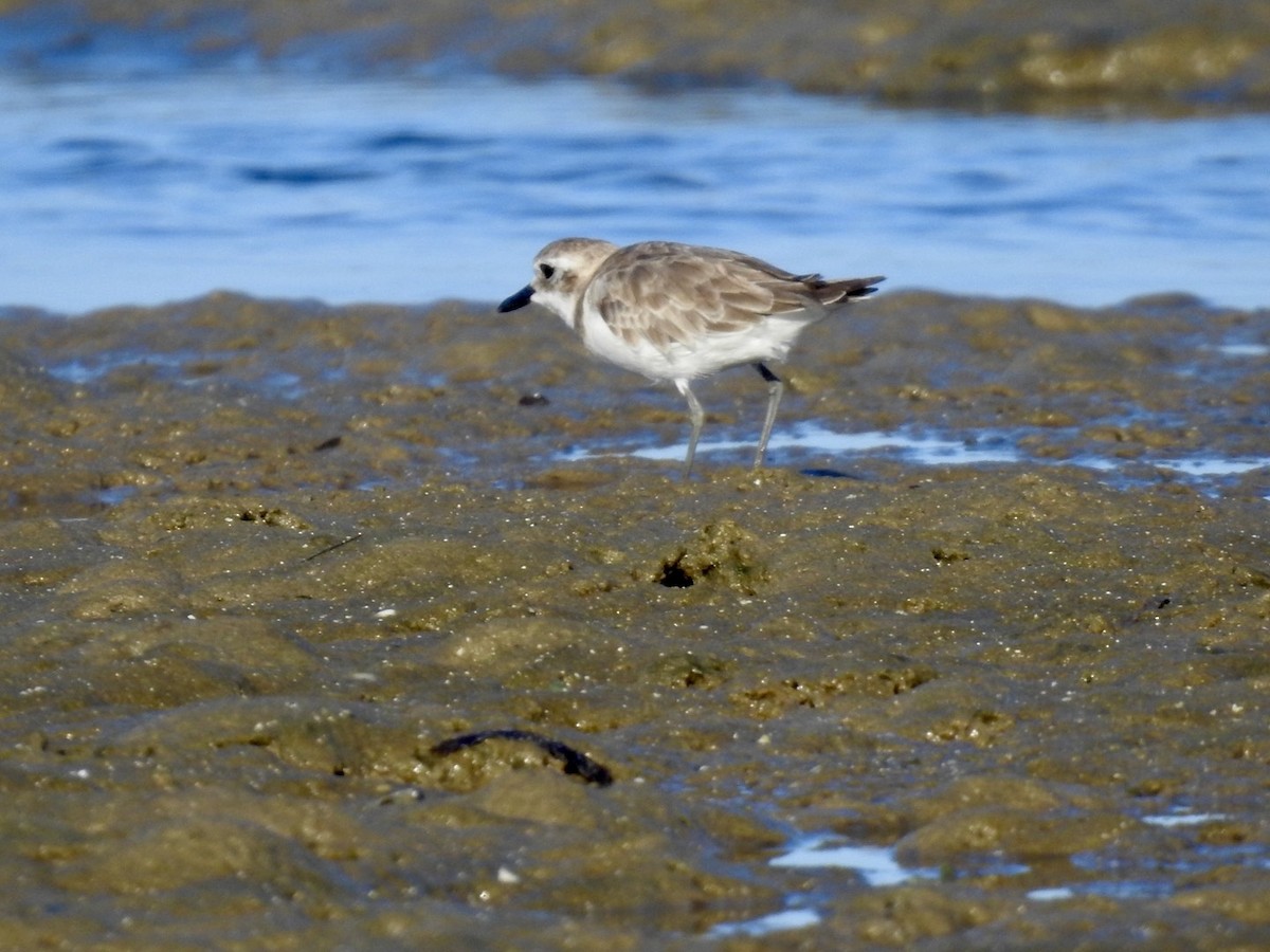 White-fronted Plover - ML618551887