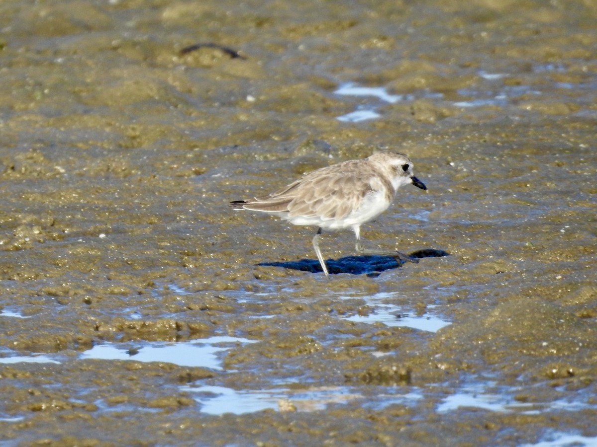 White-fronted Plover - ML618551888