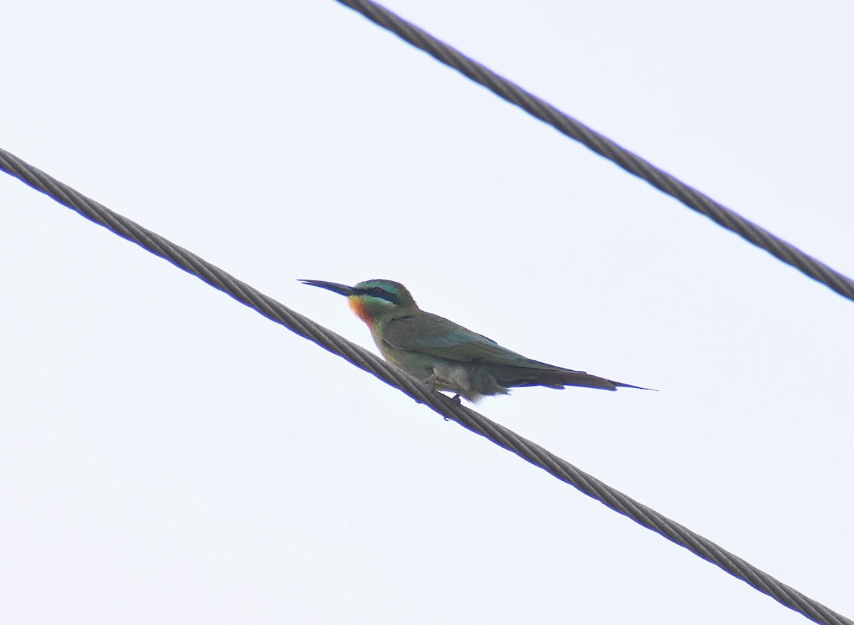 Blue-cheeked Bee-eater - ML618551907